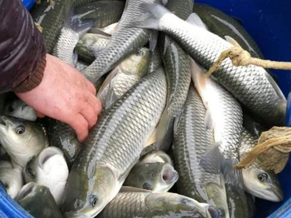 快餐配送公司教大家如何挑选新鲜的鱼